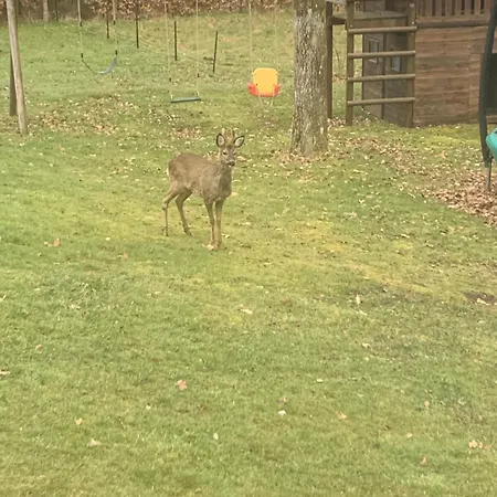 La Chauve Souris * Houffalize